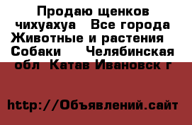 Продаю щенков чихуахуа - Все города Животные и растения » Собаки   . Челябинская обл.,Катав-Ивановск г.